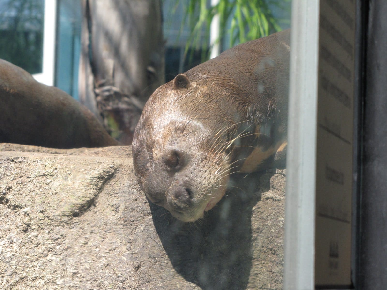 5442_Moody-Gardens-Seals-3 5442_Moody-Gardens-Seals-3