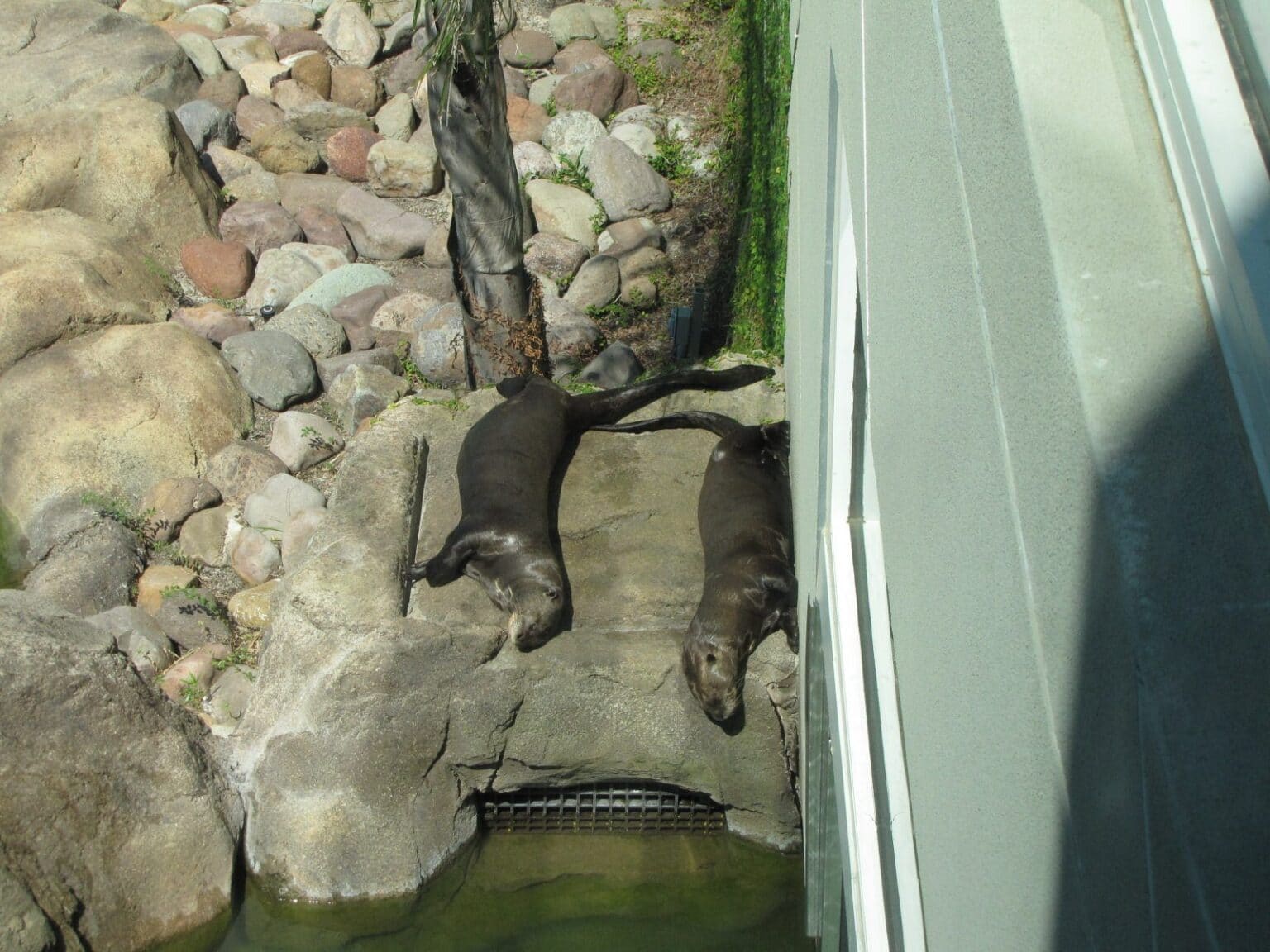 Seals resting at Moody Gardens in Galveston, TX